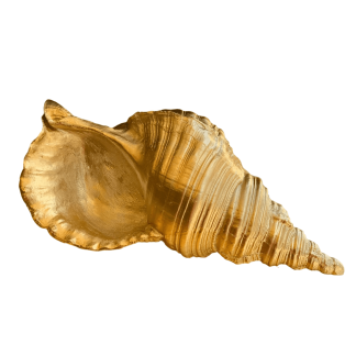 DO637-01 DENİZ KABUĞU