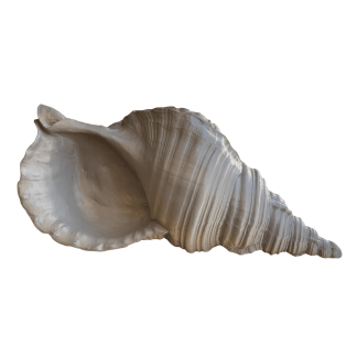 DO637-02 DENİZ KABUĞU