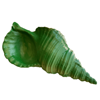 DO637-05 DENİZ KABUĞU