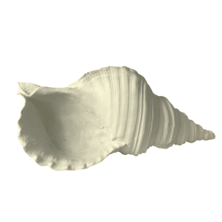 DO637-07 DENİZ KABUĞU